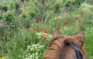 Horseback-Riding-North-Macedonia-11